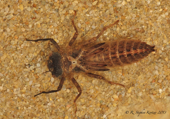 Cordulegaster erronea, nymph